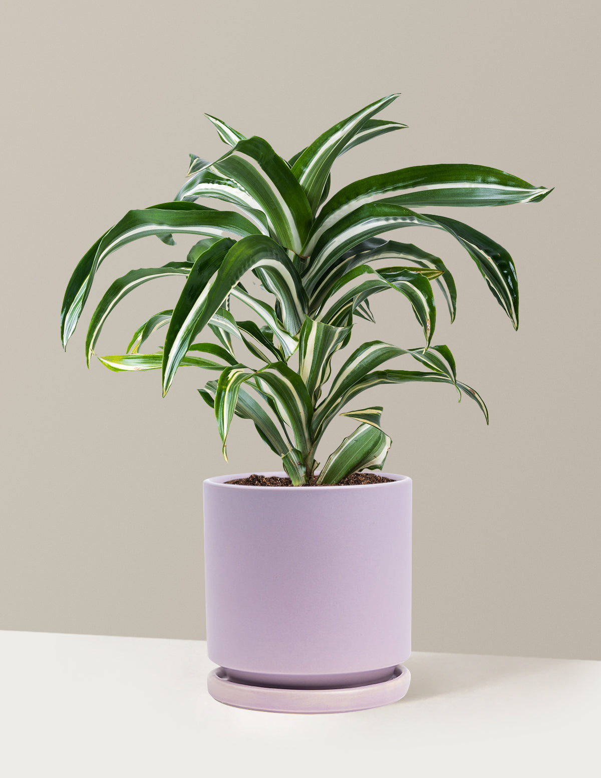 Dracaena Jewel Jade