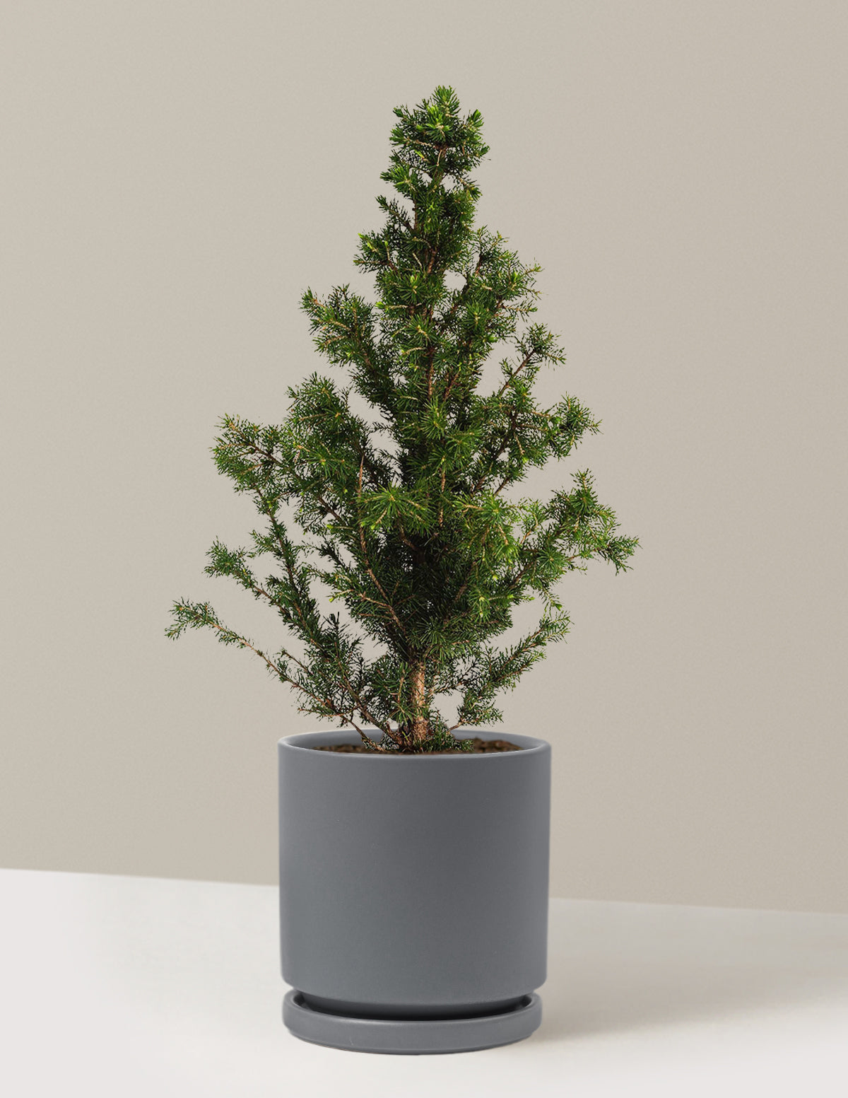 Dwarf Alberta Ladini