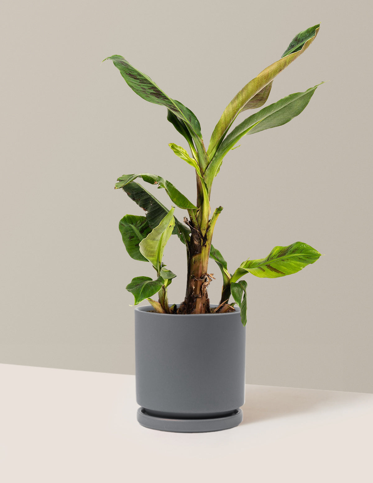 Dwarf Cavendish Muz Ağacı