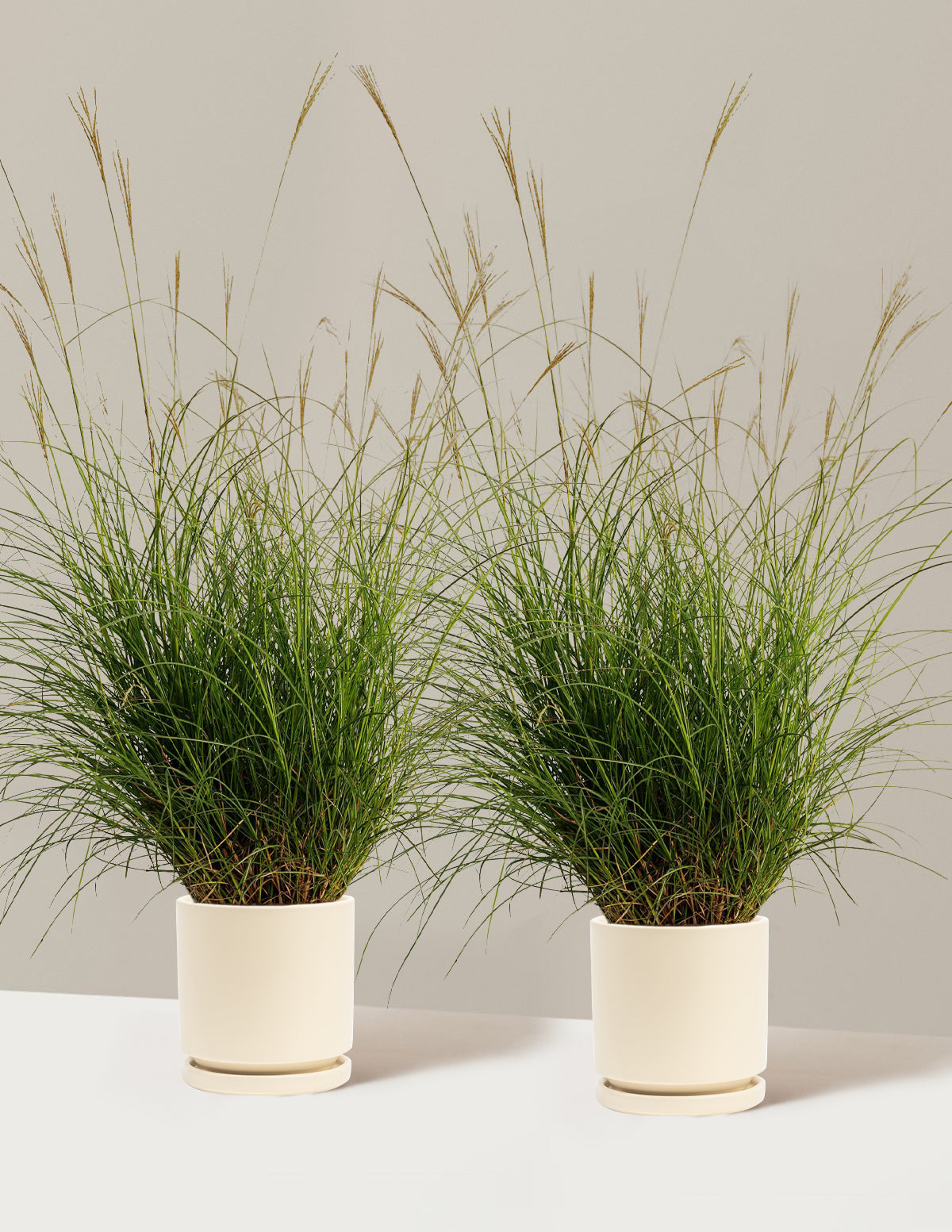 Bodur Süs Otu (Dwarf Maiden Grass)