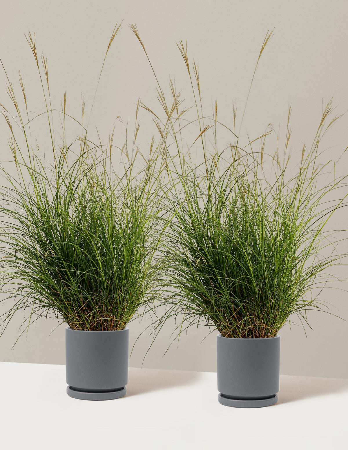 Bodur Süs Otu (Dwarf Maiden Grass)