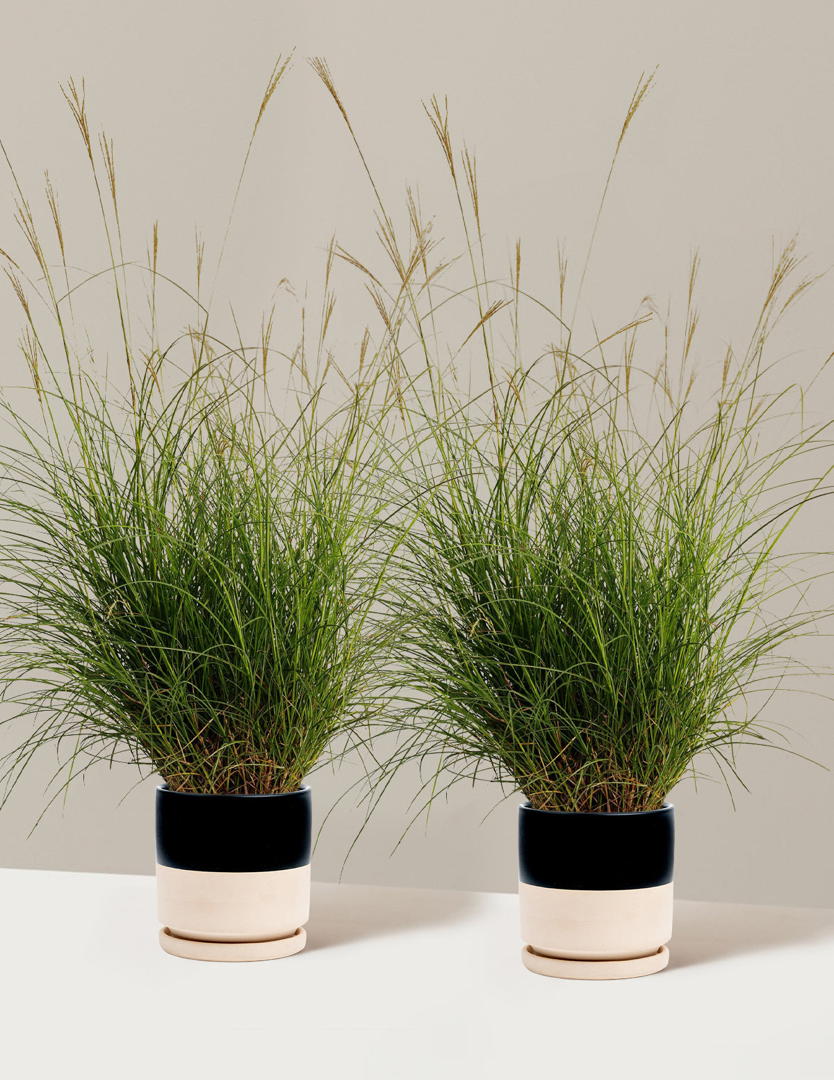 Bodur Süs Otu (Dwarf Maiden Grass)