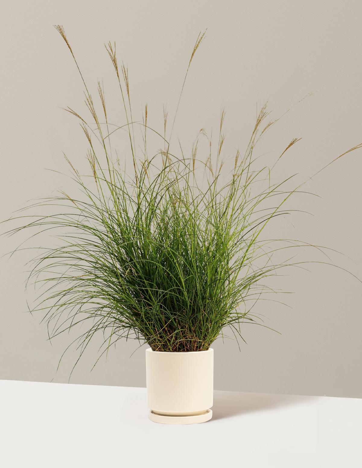 Bodur Süs Otu (Dwarf Maiden Grass)