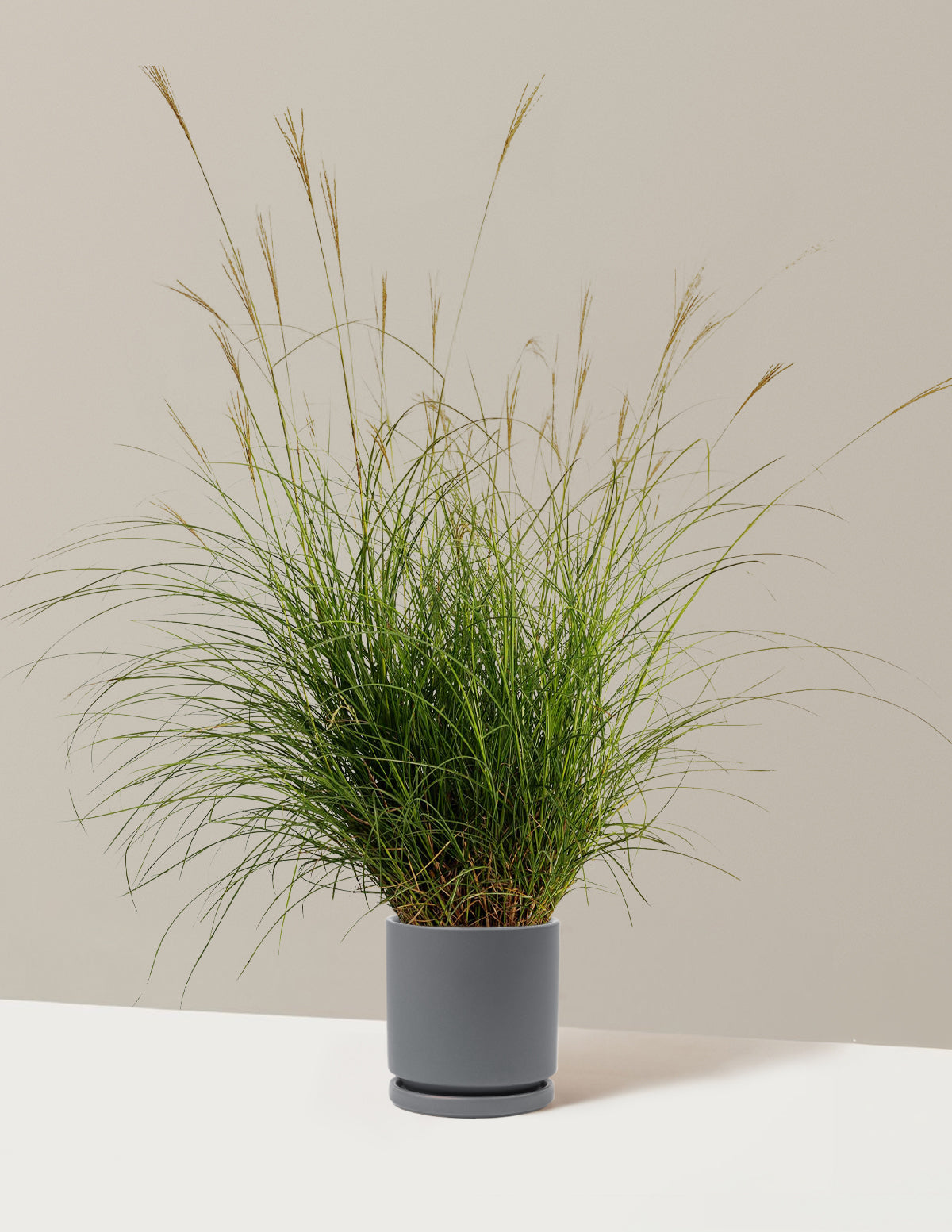 Bodur Süs Otu (Dwarf Maiden Grass)
