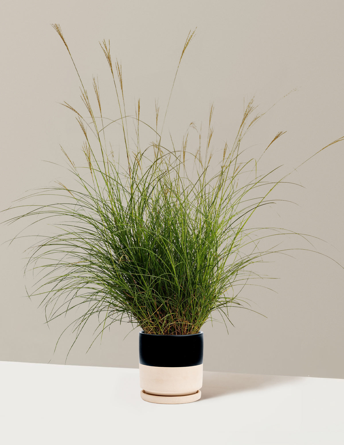 Bodur Süs Otu (Dwarf Maiden Grass)