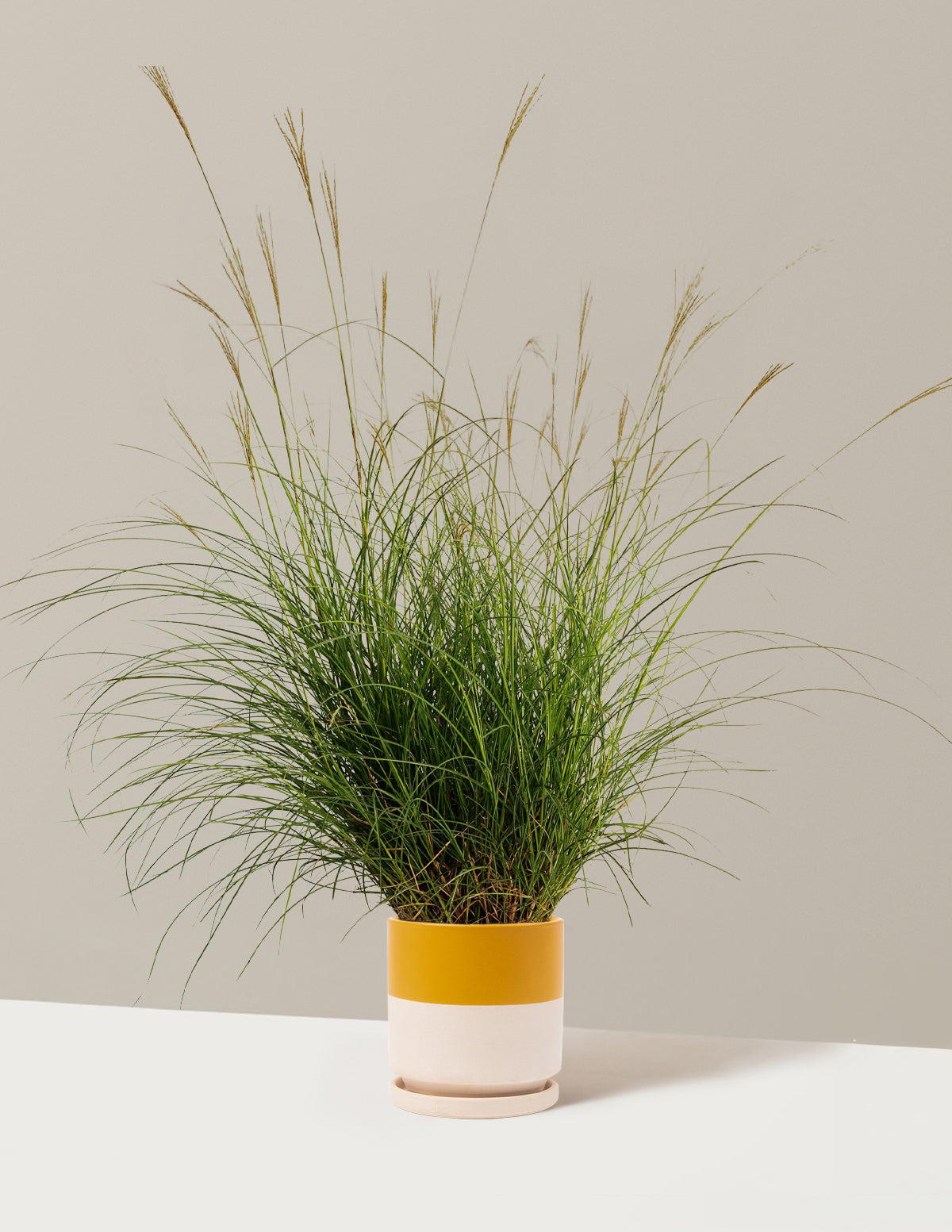 Bodur Süs Otu (Dwarf Maiden Grass)