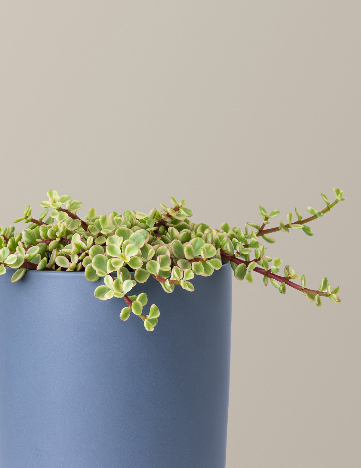Alacalı Fil Çalısı (Variegated Elephant Bush) - Bereket Bitkisi