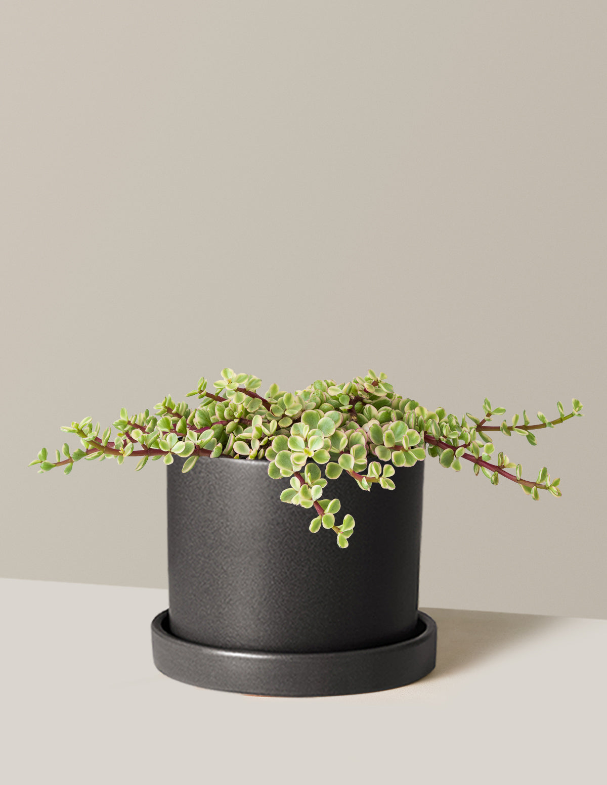 Alacalı Fil Çalısı (Variegated Elephant Bush) - Bereket Bitkisi