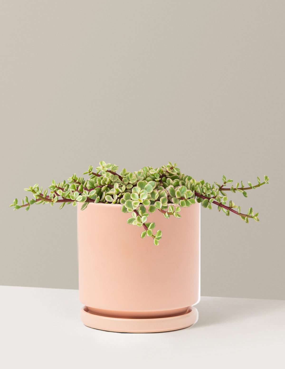 Alacalı Fil Çalısı (Variegated Elephant Bush) - Bereket Bitkisi