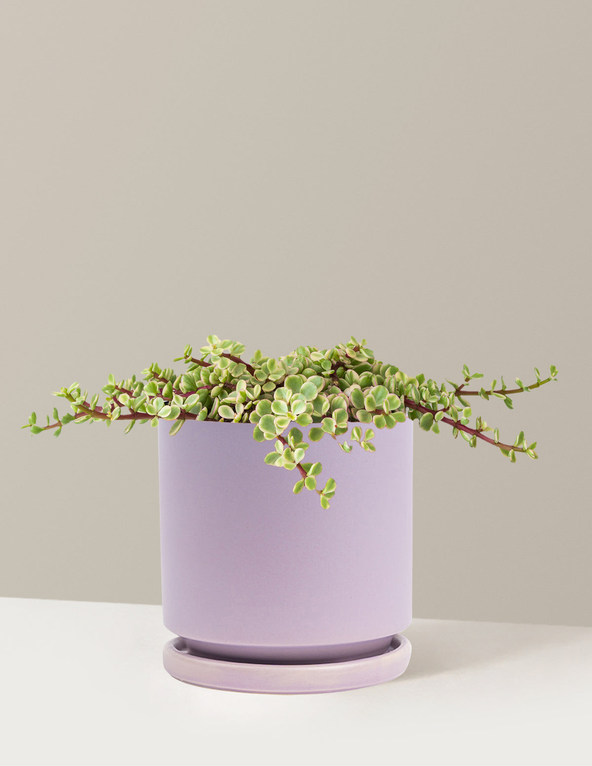 Alacalı Fil Çalısı (Variegated Elephant Bush) - Bereket Bitkisi