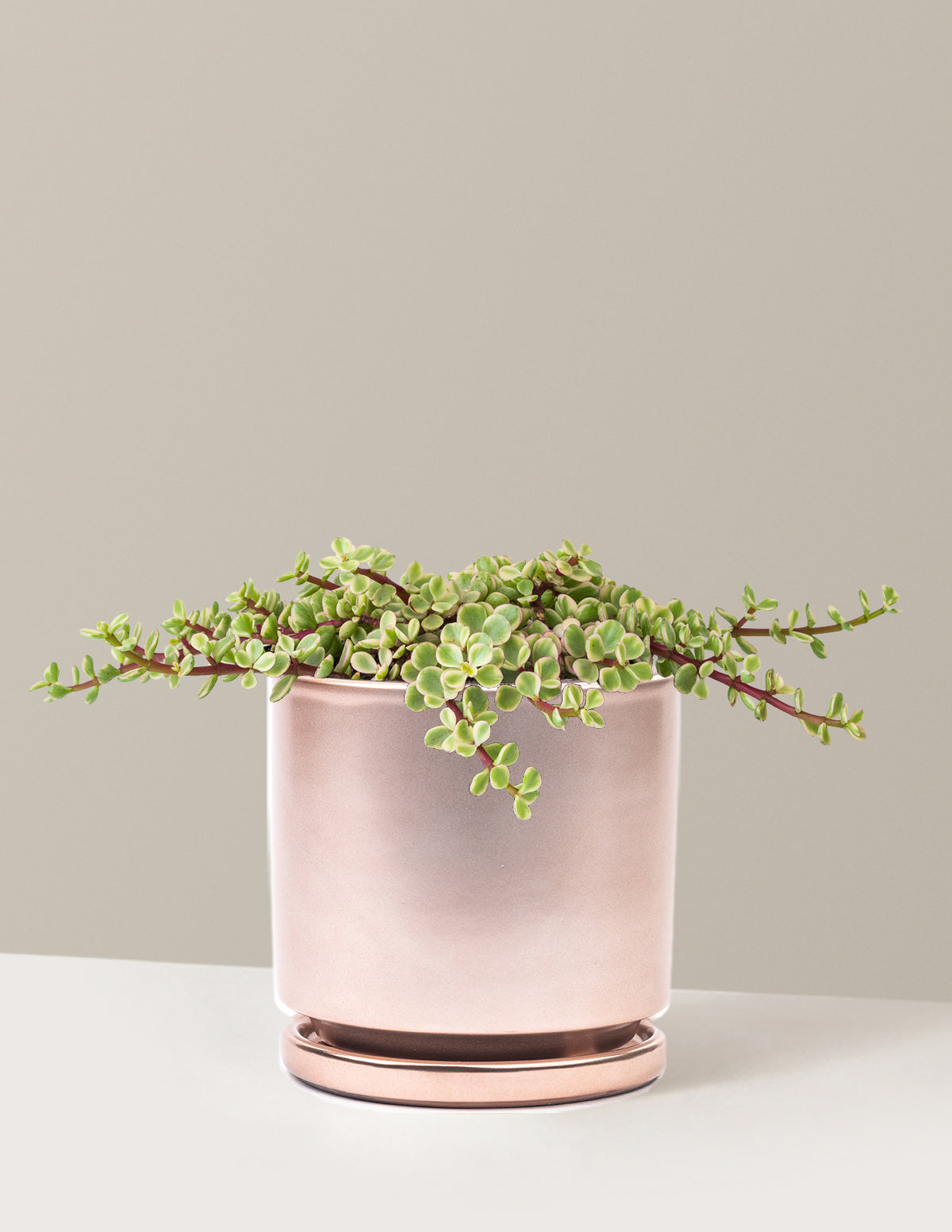 Alacalı Fil Çalısı (Variegated Elephant Bush) - Bereket Bitkisi