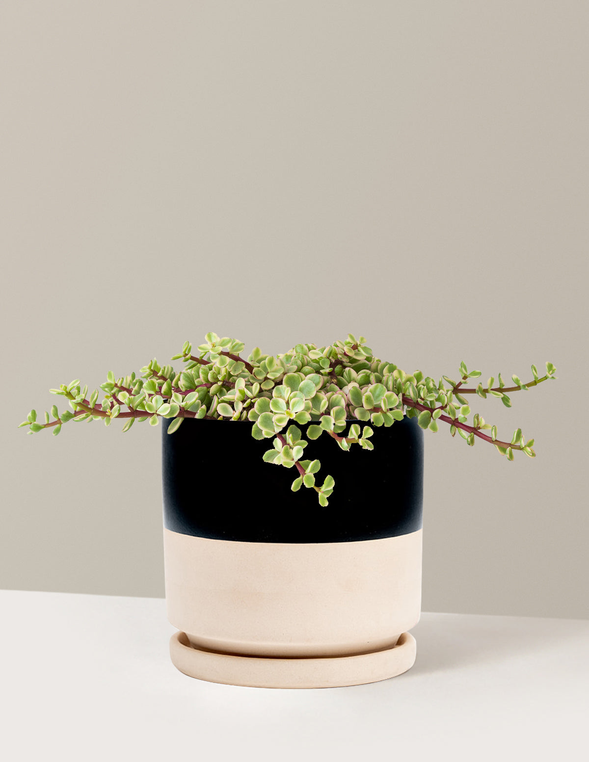 Alacalı Fil Çalısı (Variegated Elephant Bush) - Bereket Bitkisi