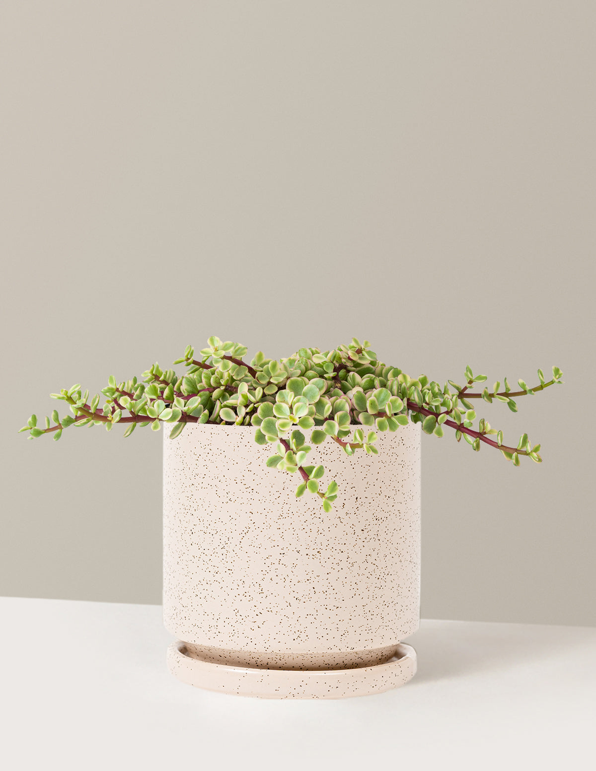 Alacalı Fil Çalısı (Variegated Elephant Bush) - Bereket Bitkisi