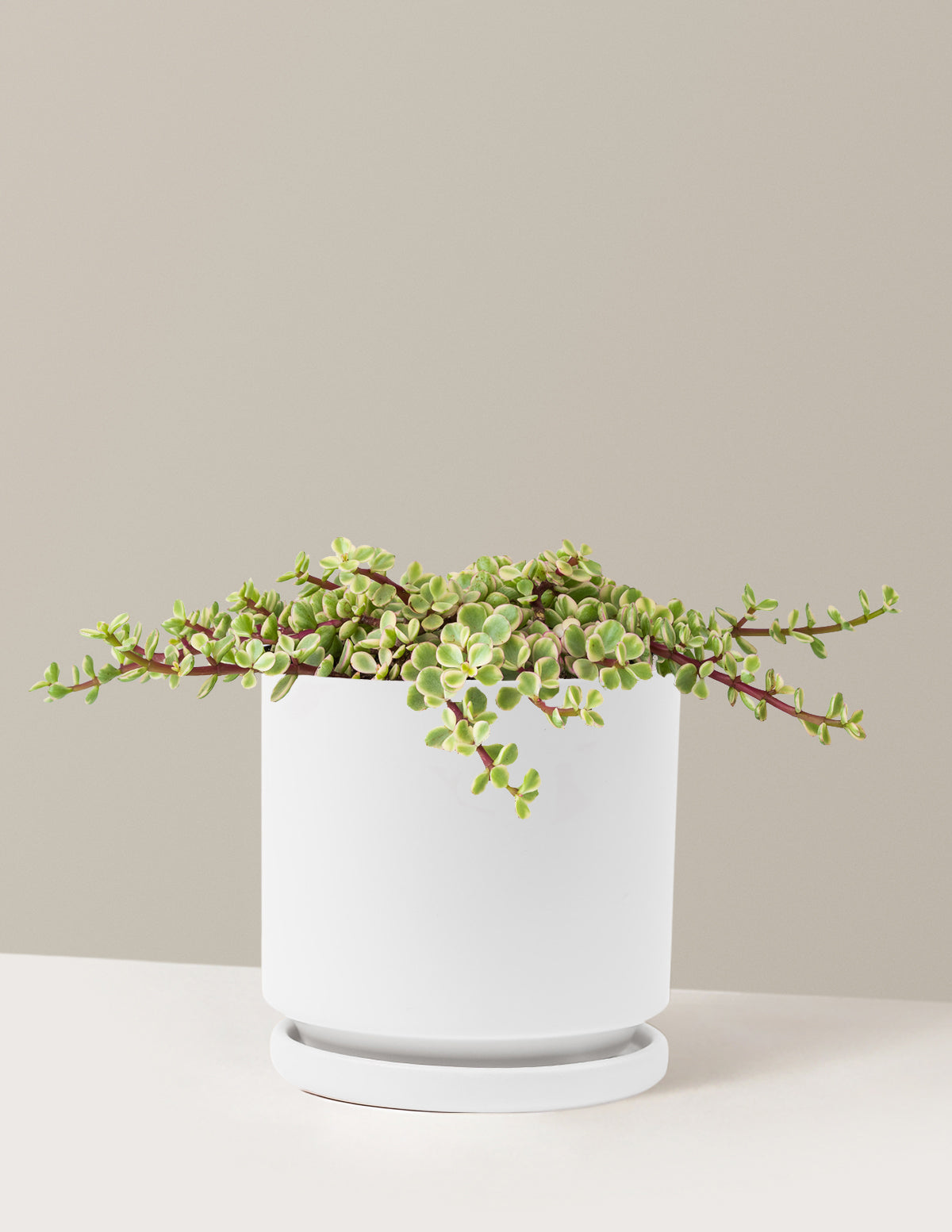 Alacalı Fil Çalısı (Variegated Elephant Bush) - Bereket Bitkisi