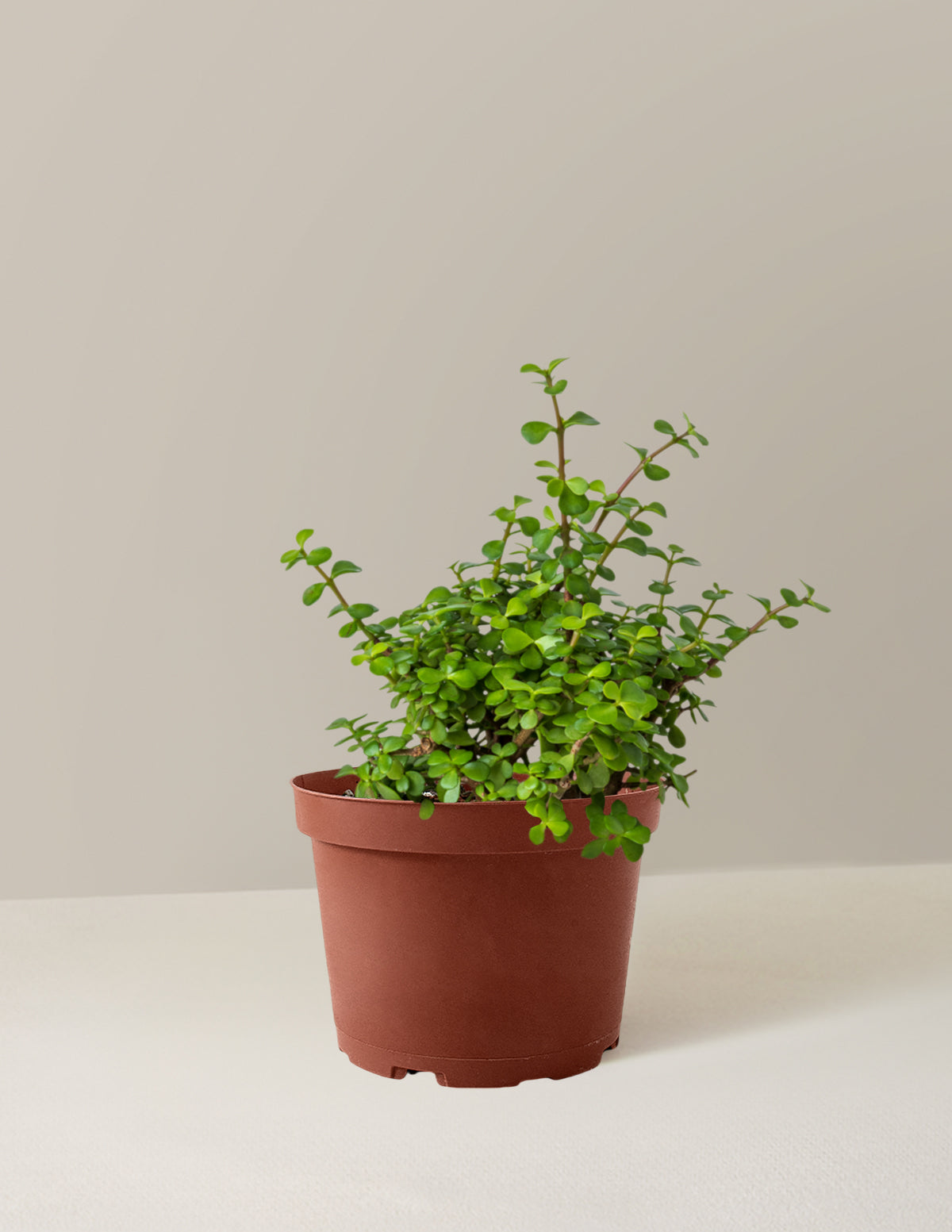 Elephant Bush 'Bereket Bitkisi' (Portulacaria afra)