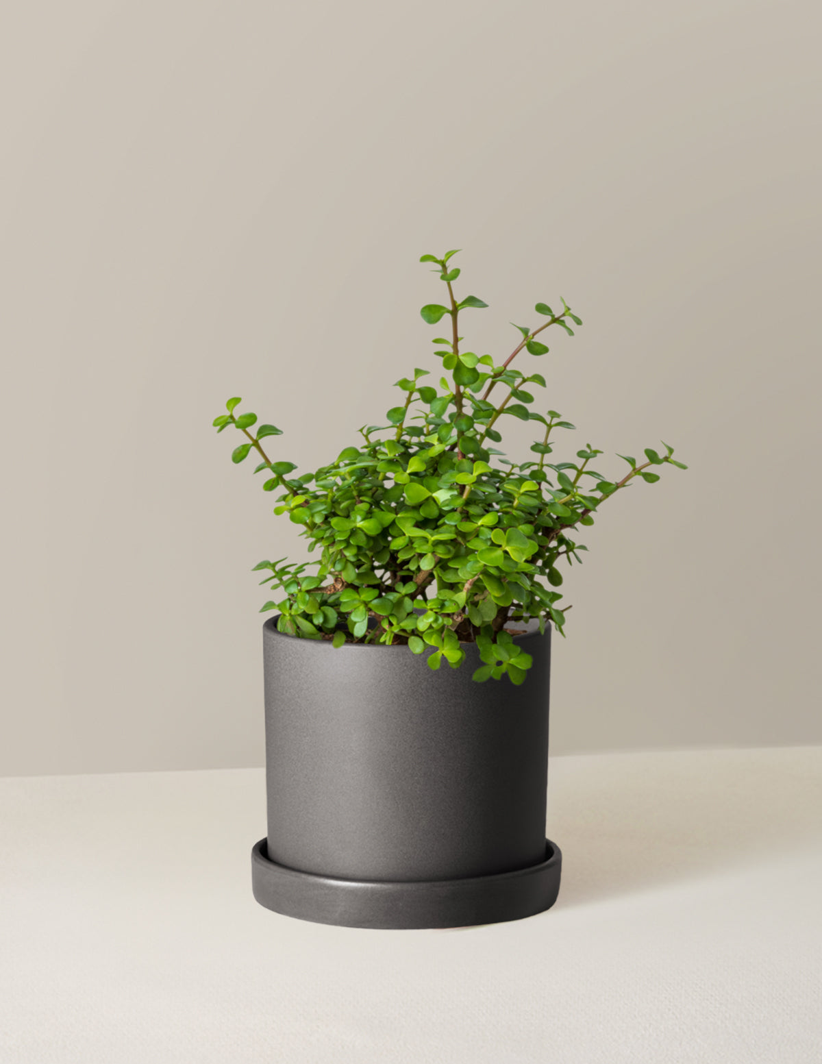 Elephant Bush 'Bereket Bitkisi' (Portulacaria afra)