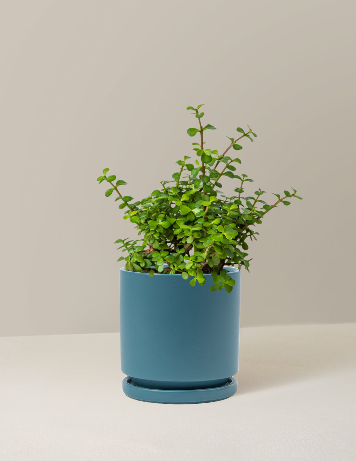 Elephant Bush 'Bereket Bitkisi' (Portulacaria afra)