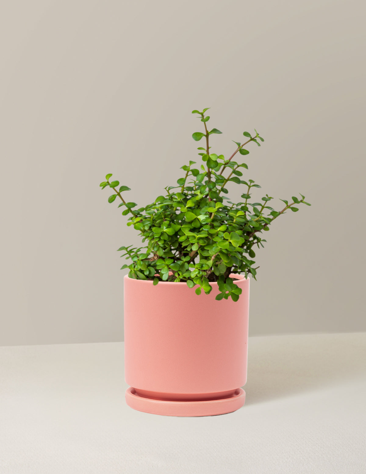 Elephant Bush 'Bereket Bitkisi' (Portulacaria afra)