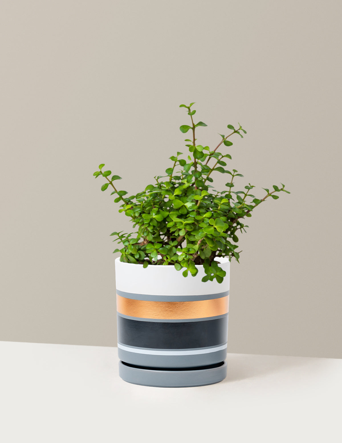 Elephant Bush 'Bereket Bitkisi' (Portulacaria afra)