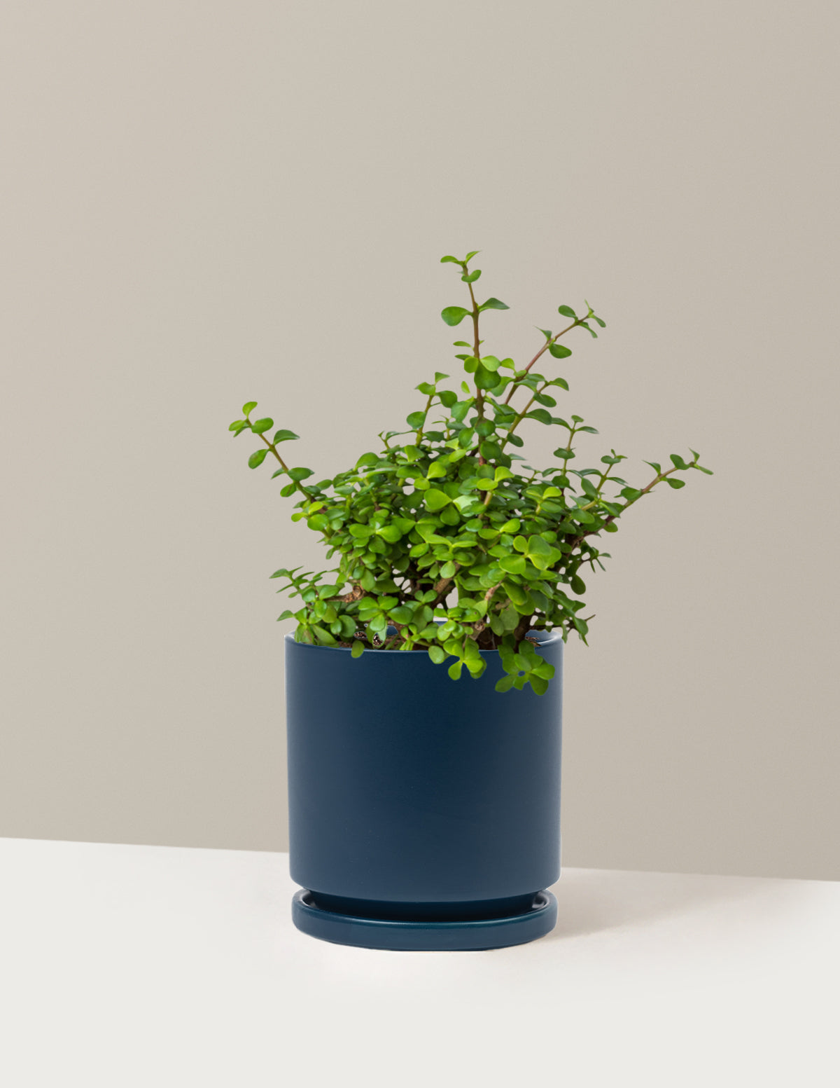 Elephant Bush 'Bereket Bitkisi' (Portulacaria afra)
