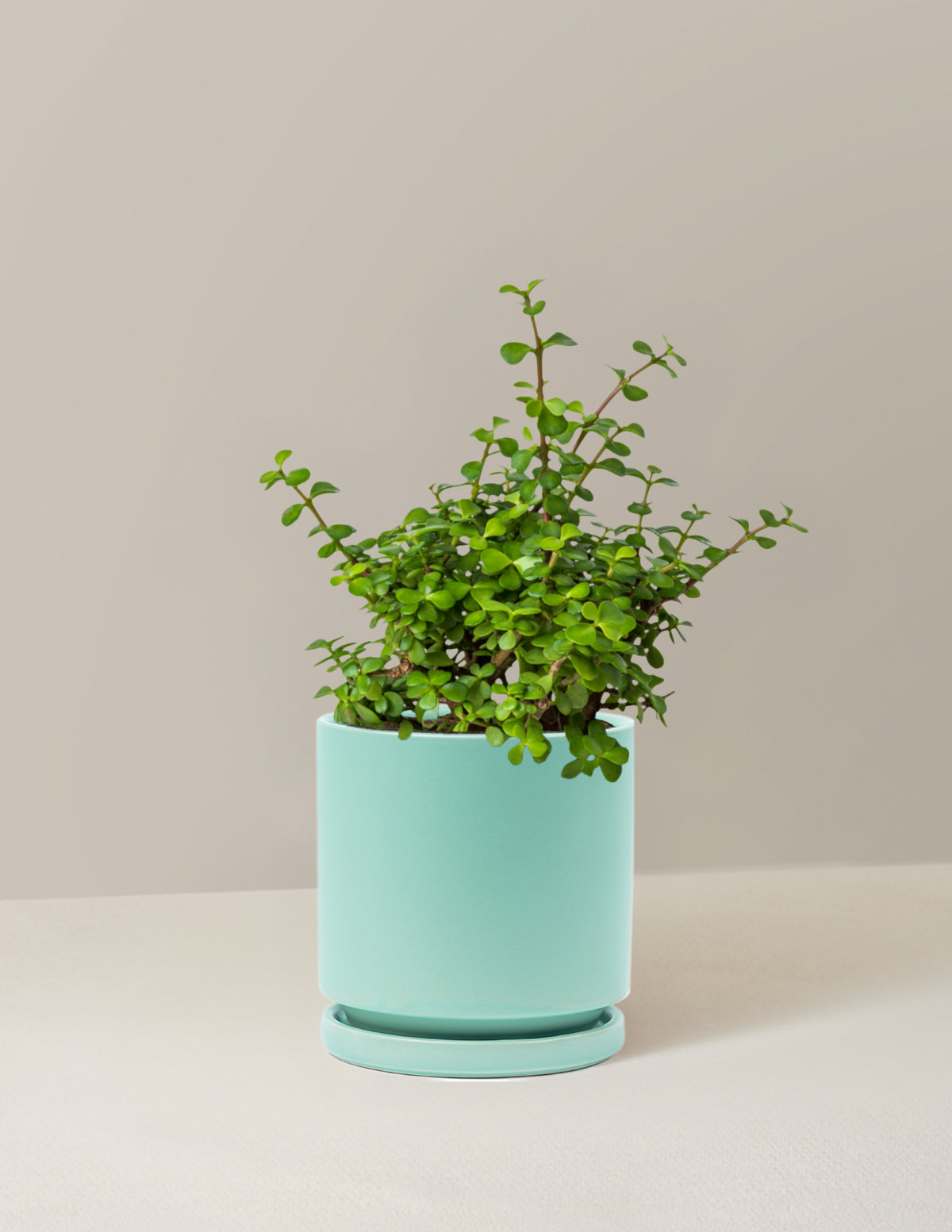 Elephant Bush 'Bereket Bitkisi' (Portulacaria afra)