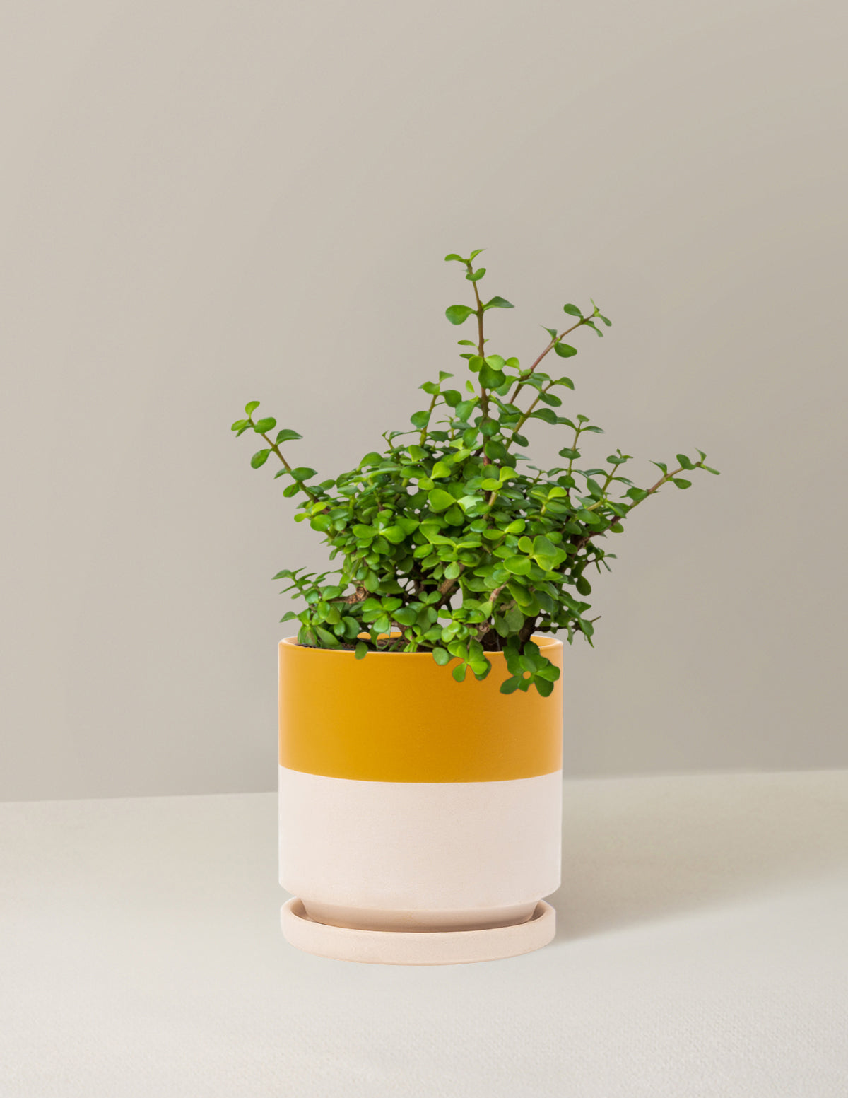 Elephant Bush 'Bereket Bitkisi' (Portulacaria afra)