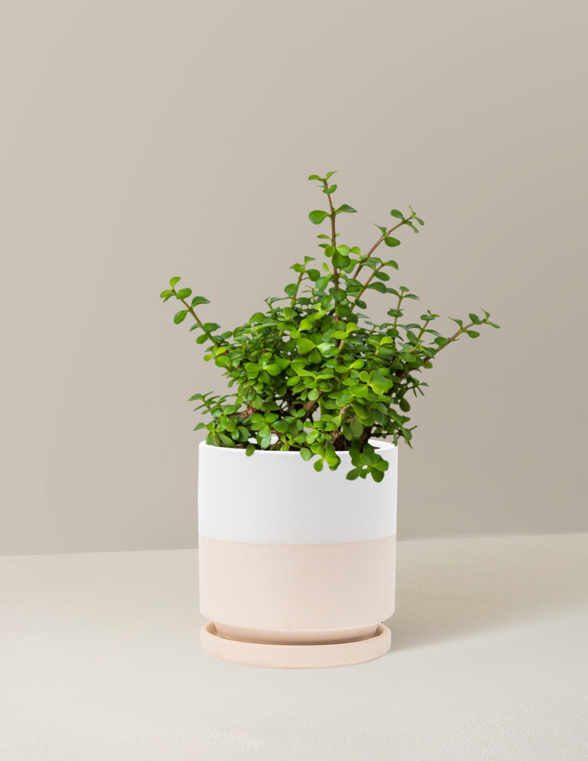 Elephant Bush 'Bereket Bitkisi' (Portulacaria afra)