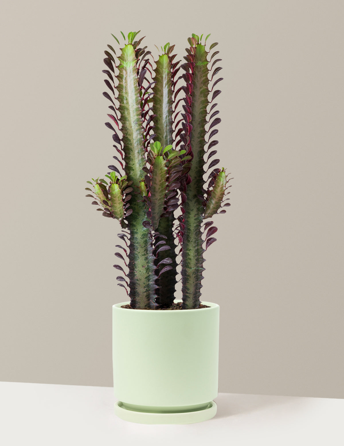 African Milk Tree (Euphorbia trigona 'Rubra')