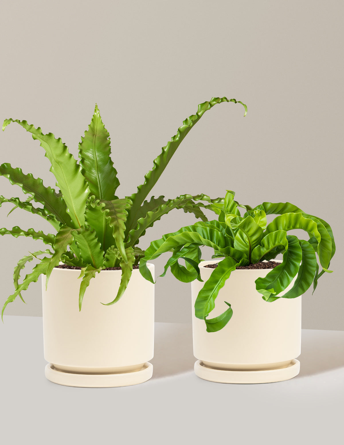 Fern Friends İkili Set