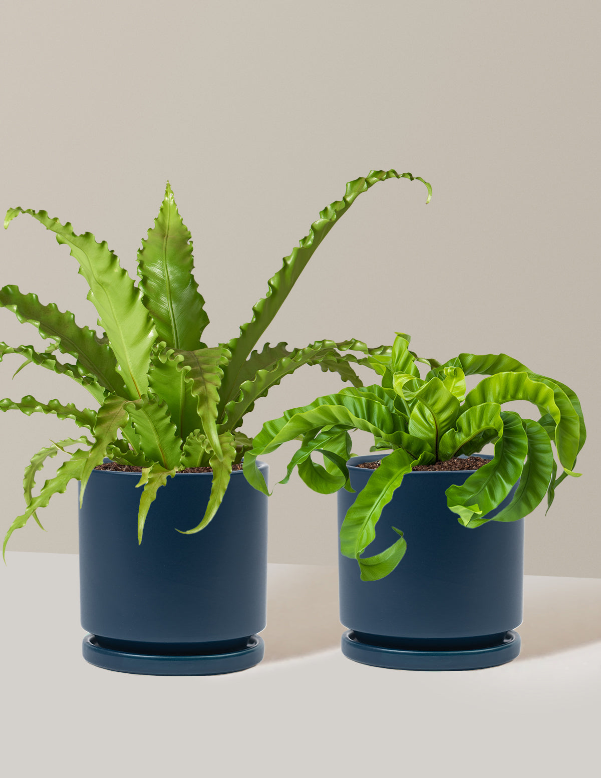 Fern Friends İkili Set