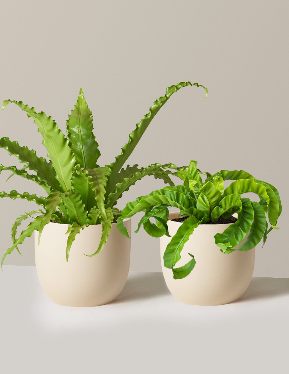 Fern Friends İkili Set