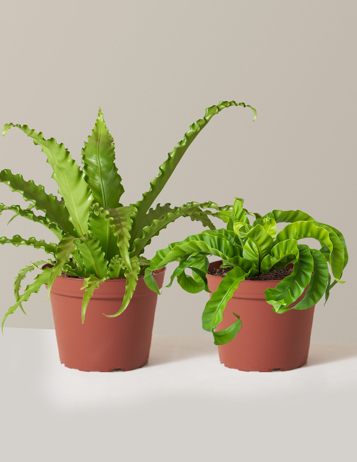 Fern Friends İkili Set