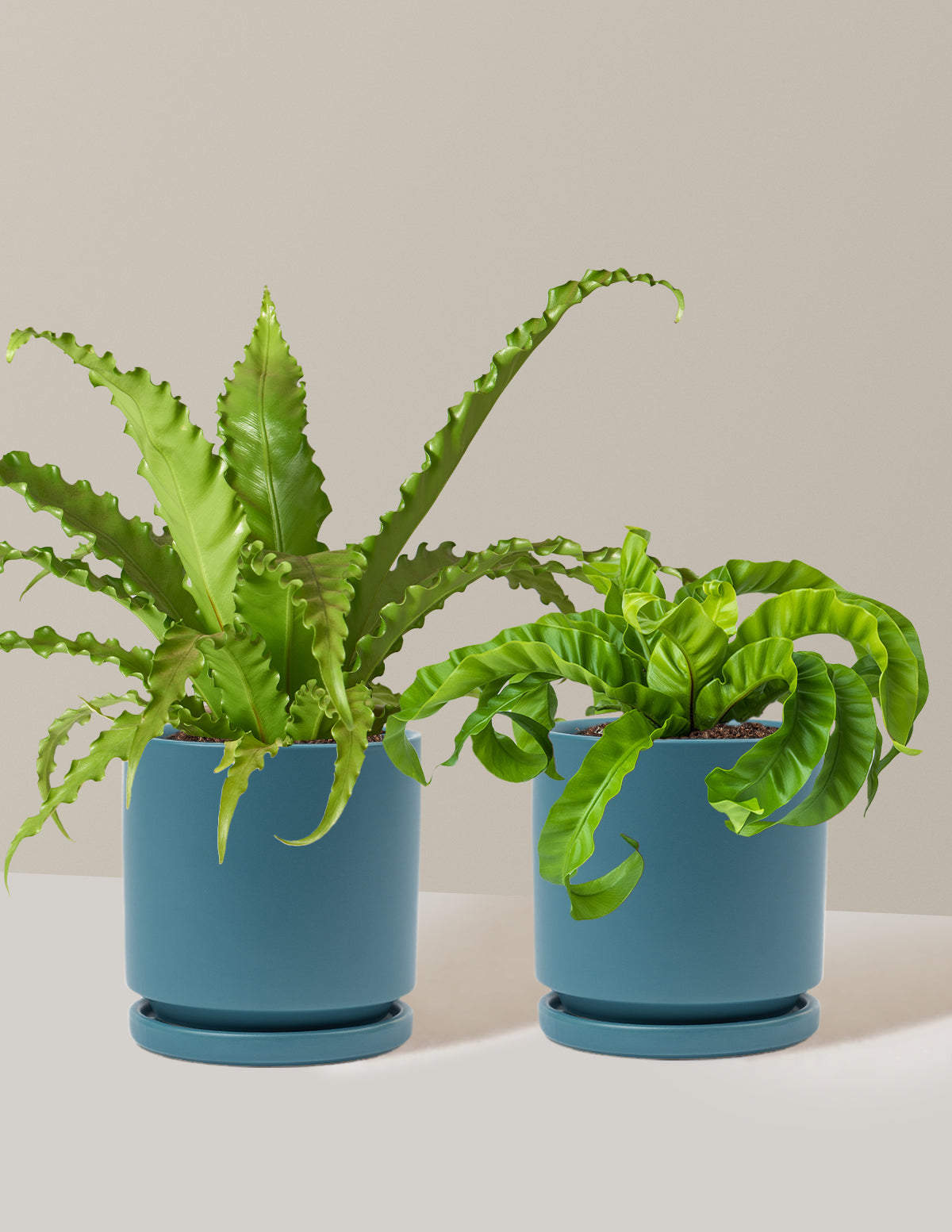 Fern Friends İkili Set