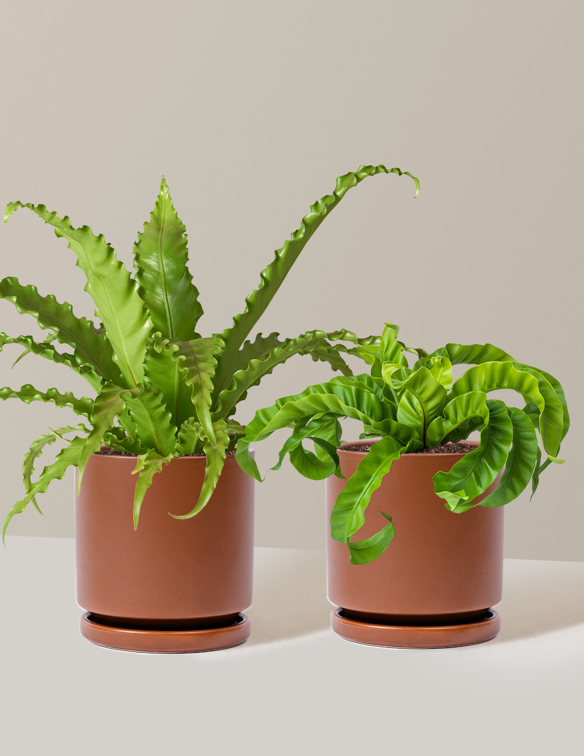 Fern Friends İkili Set