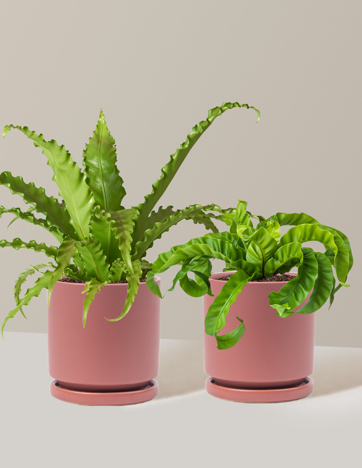 Fern Friends İkili Set