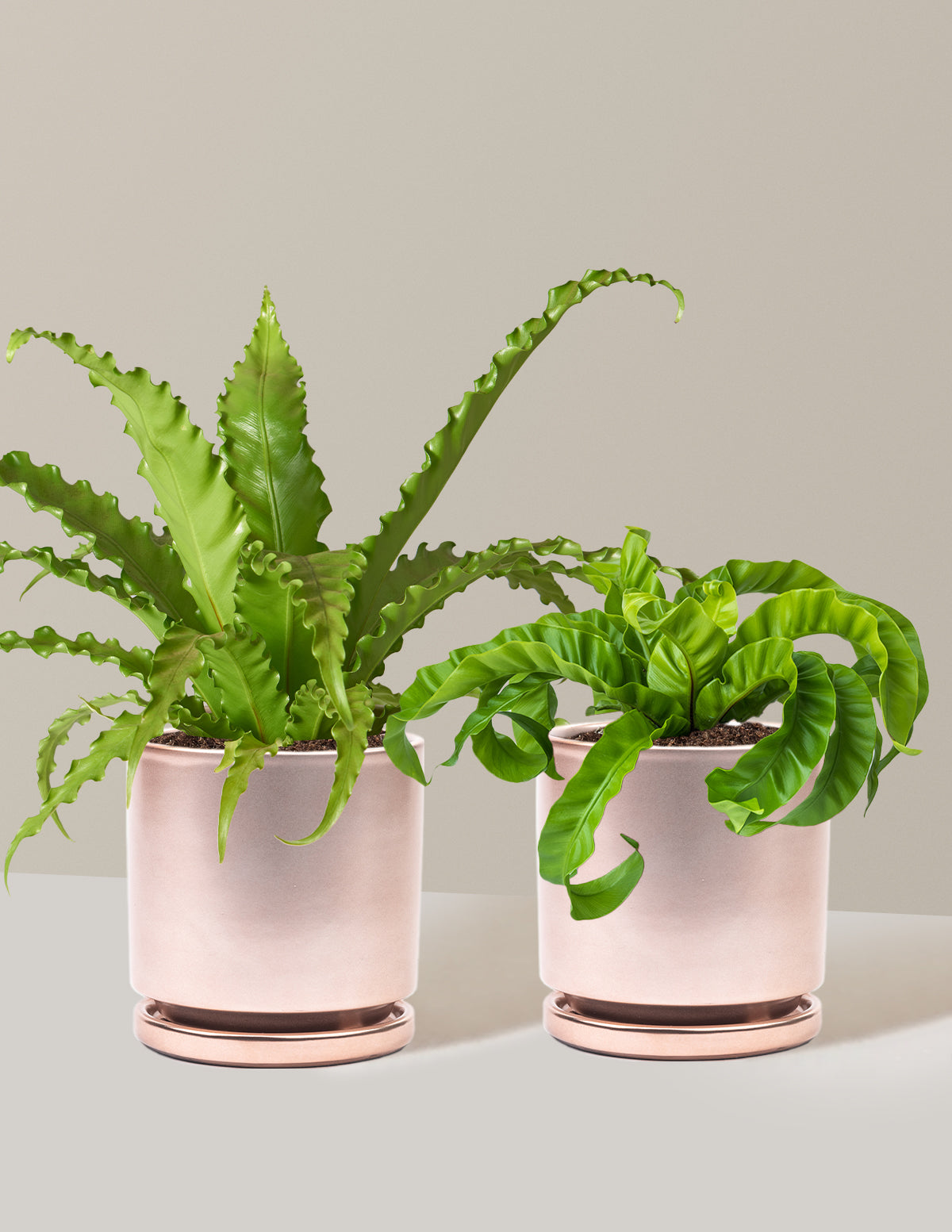 Fern Friends İkili Set