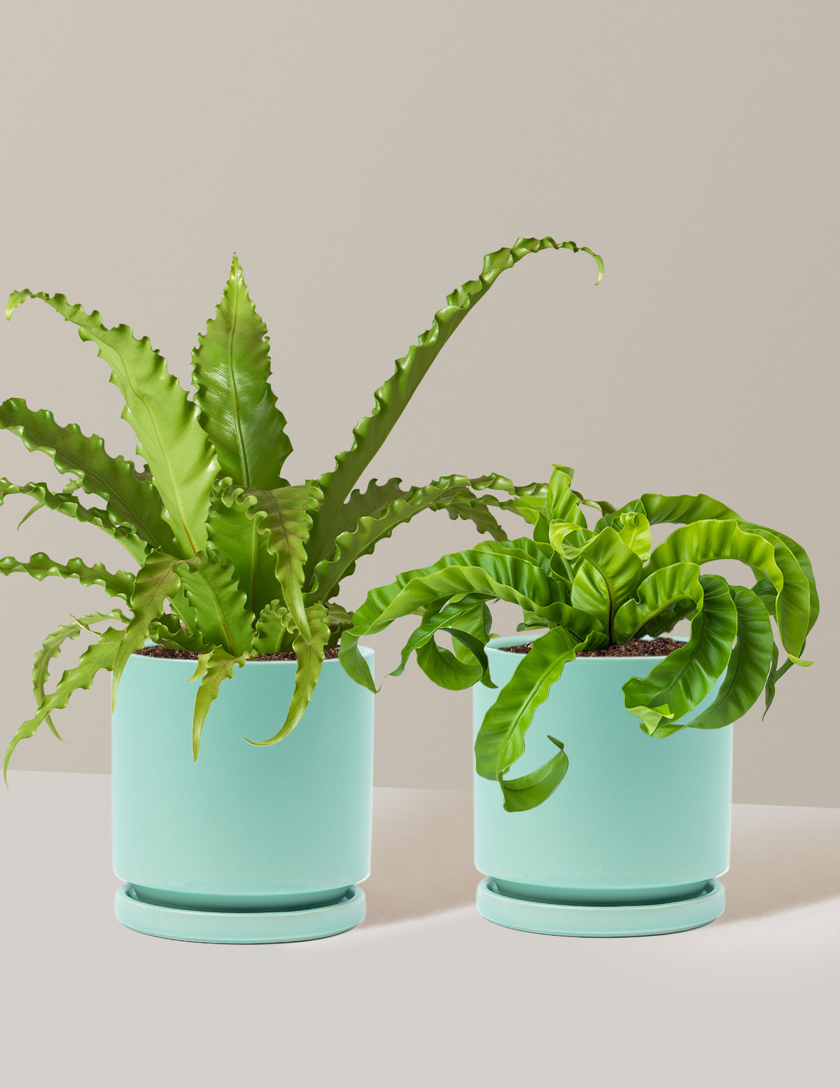 Fern Friends İkili Set