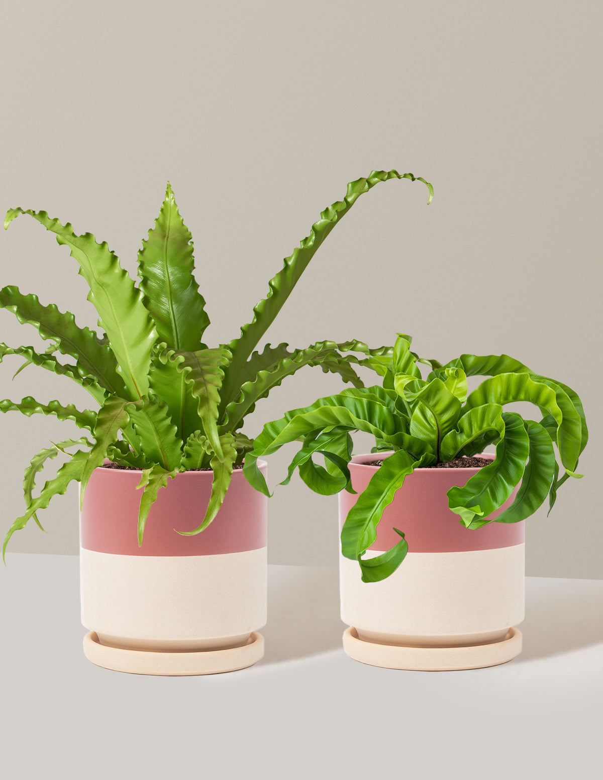 Fern Friends İkili Set