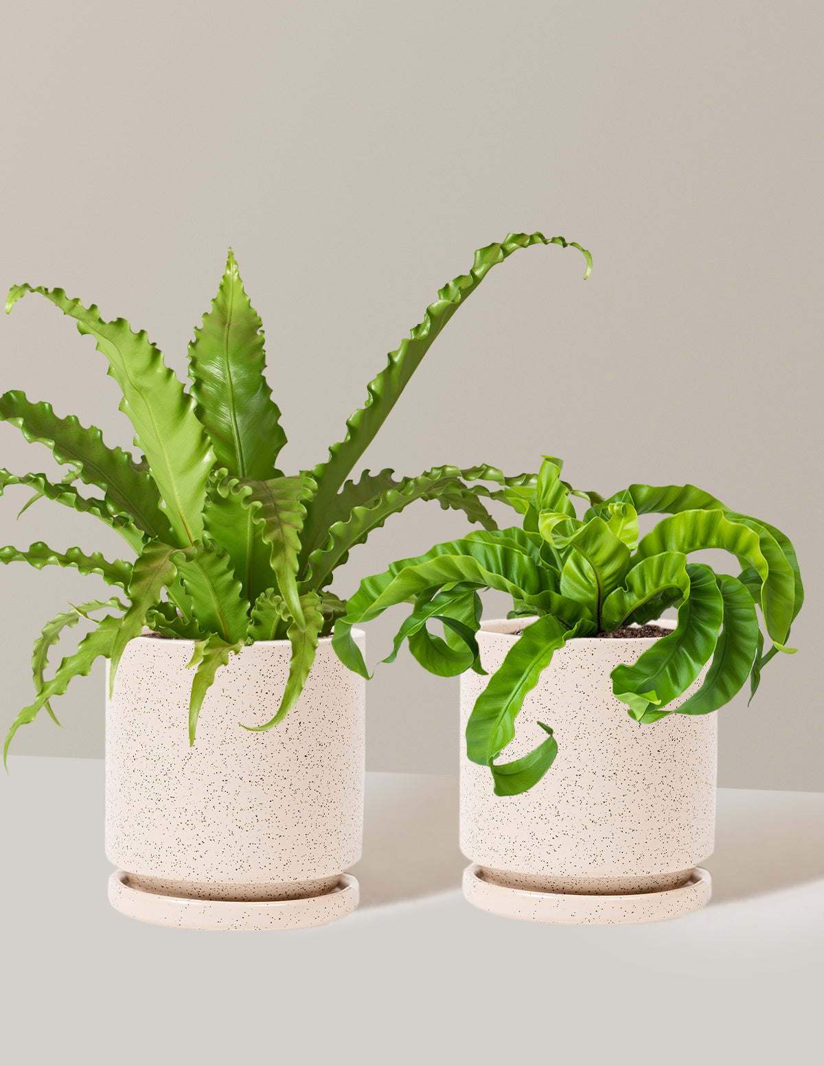Fern Friends İkili Set