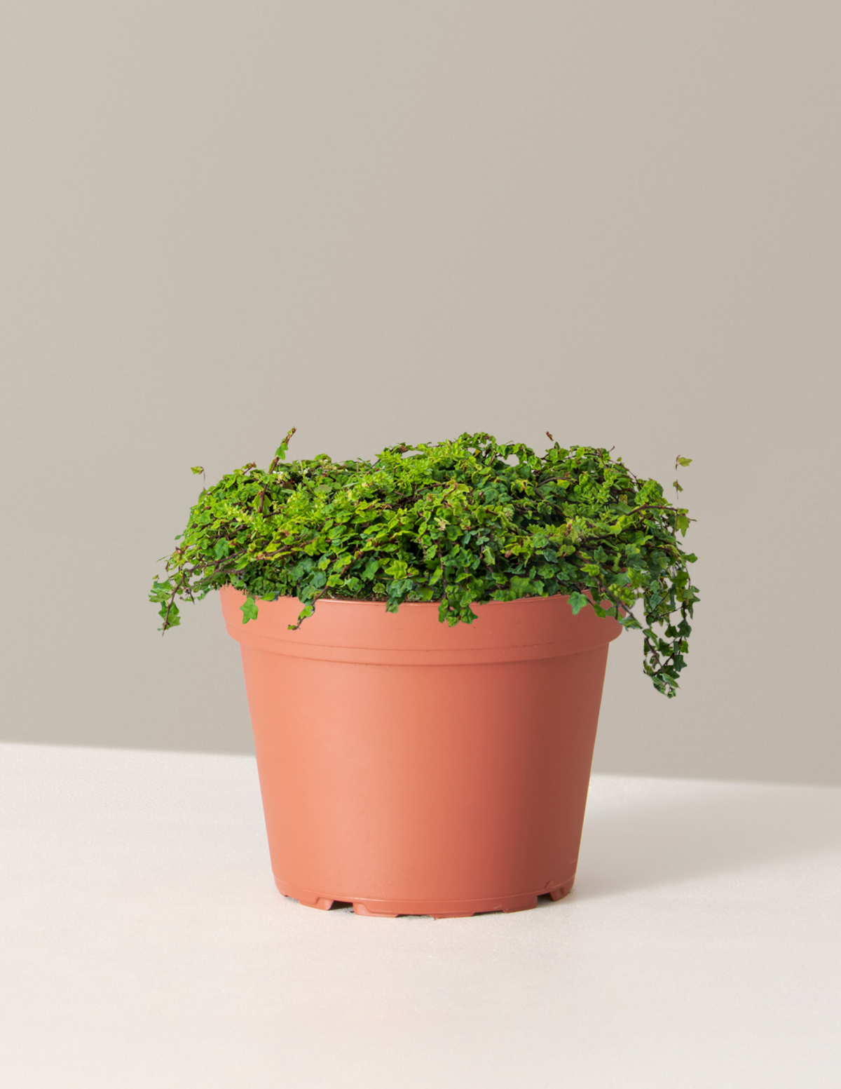 String of Frogs (Kurbağa Sarmaşığı)