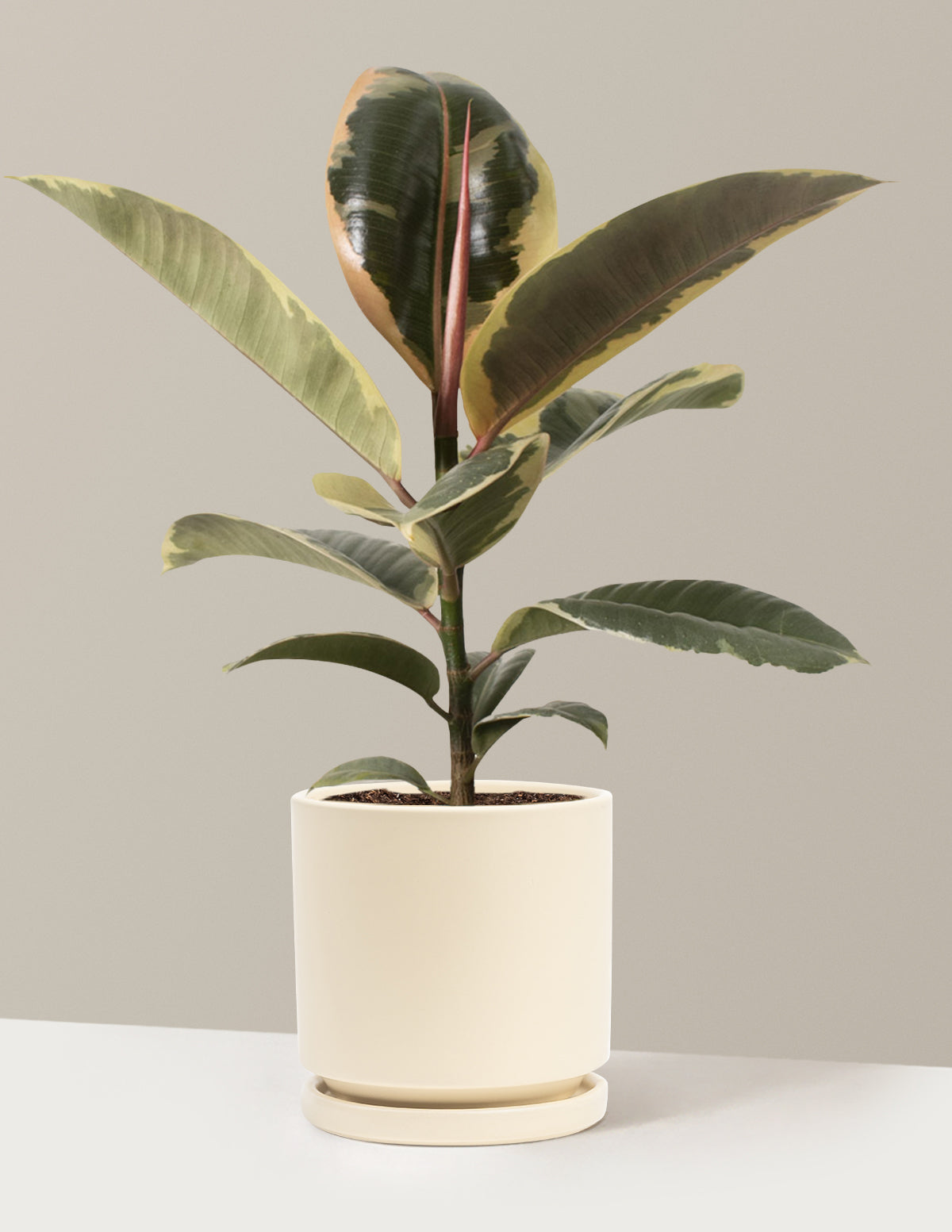 Ficus Tineke Bush