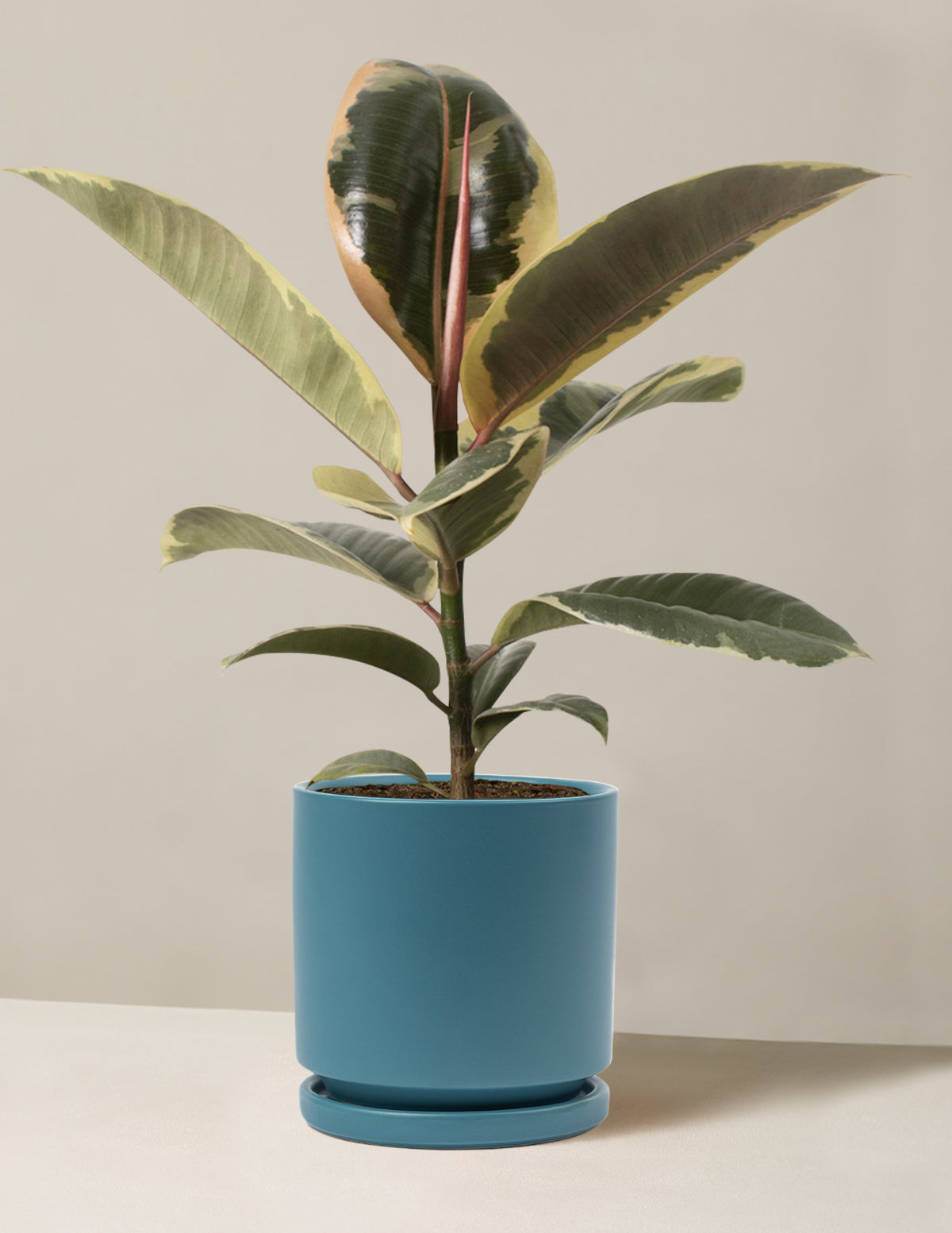 Ficus Tineke Bush