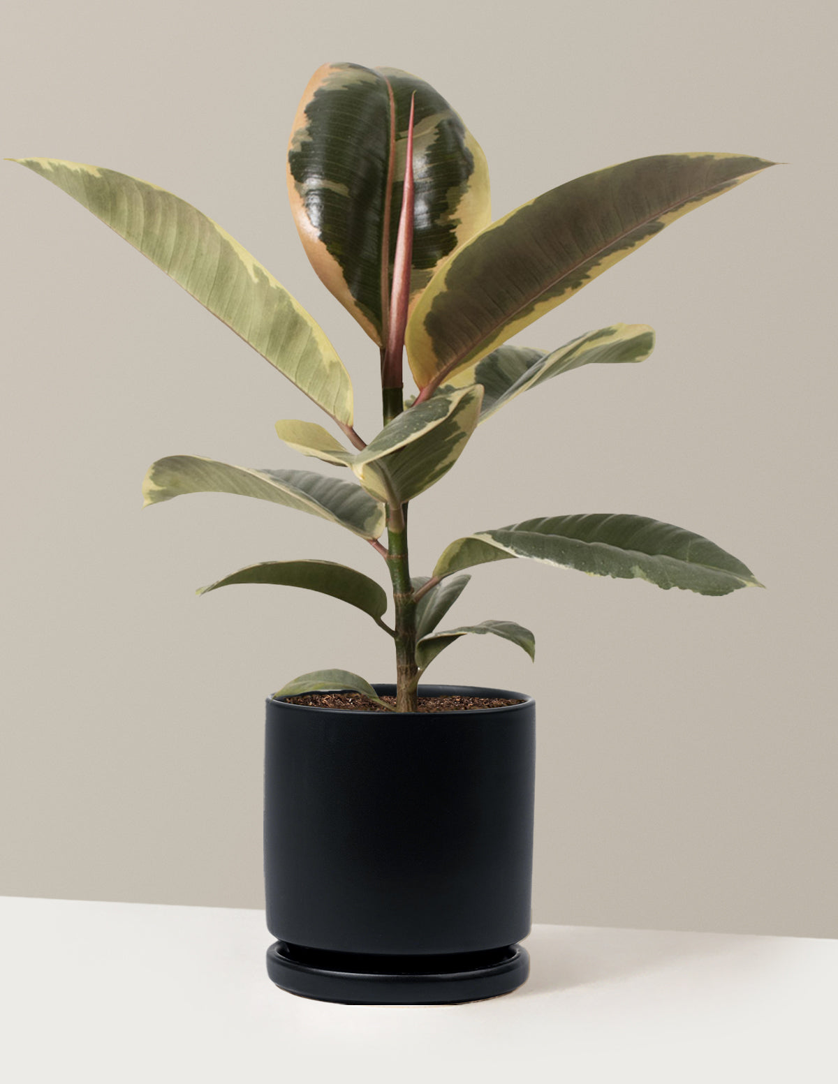 Ficus Tineke Bush
