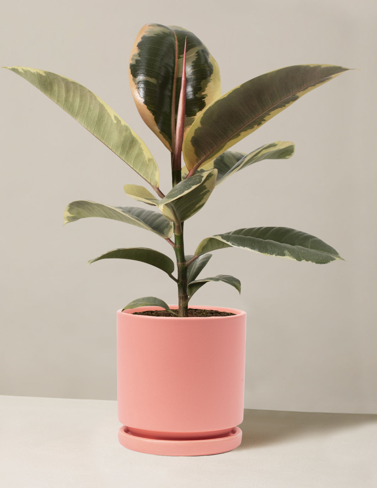 Ficus Tineke Bush