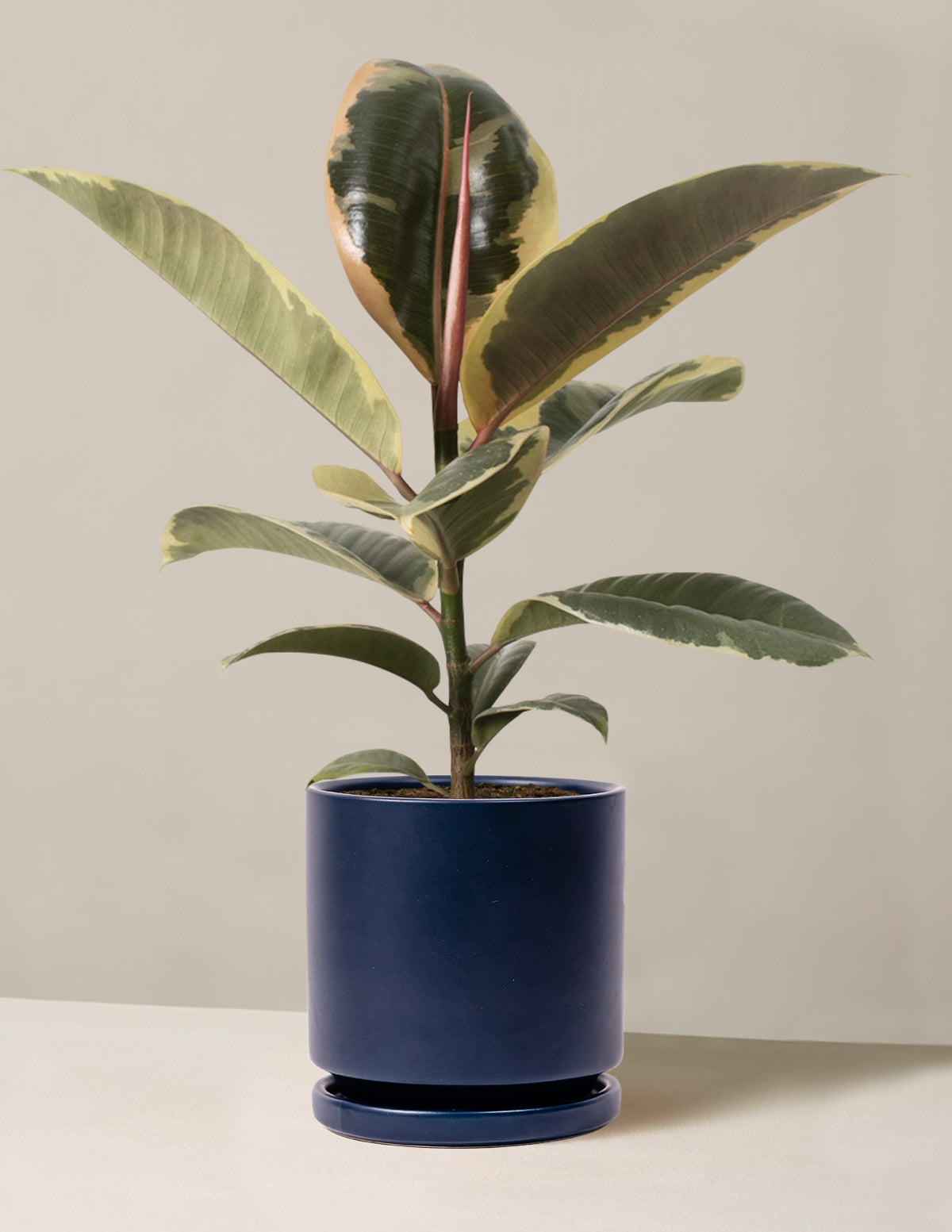 Ficus Tineke Bush