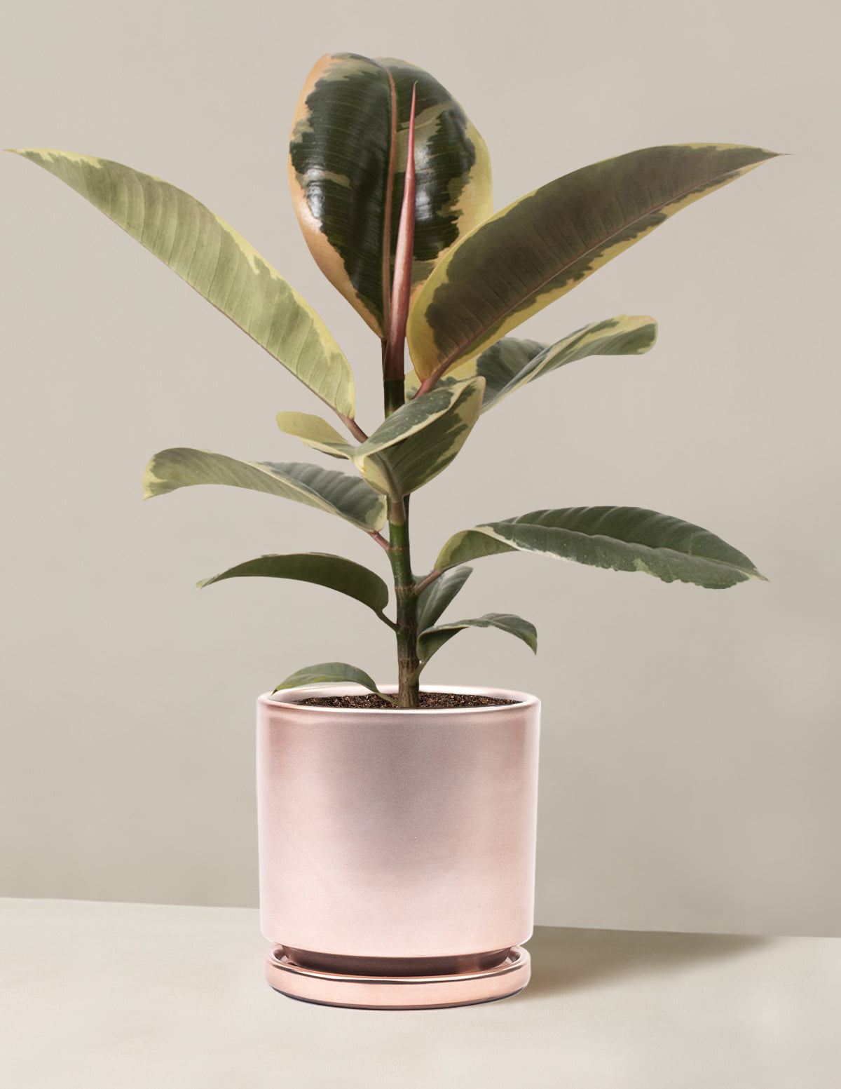 Ficus Tineke Bush