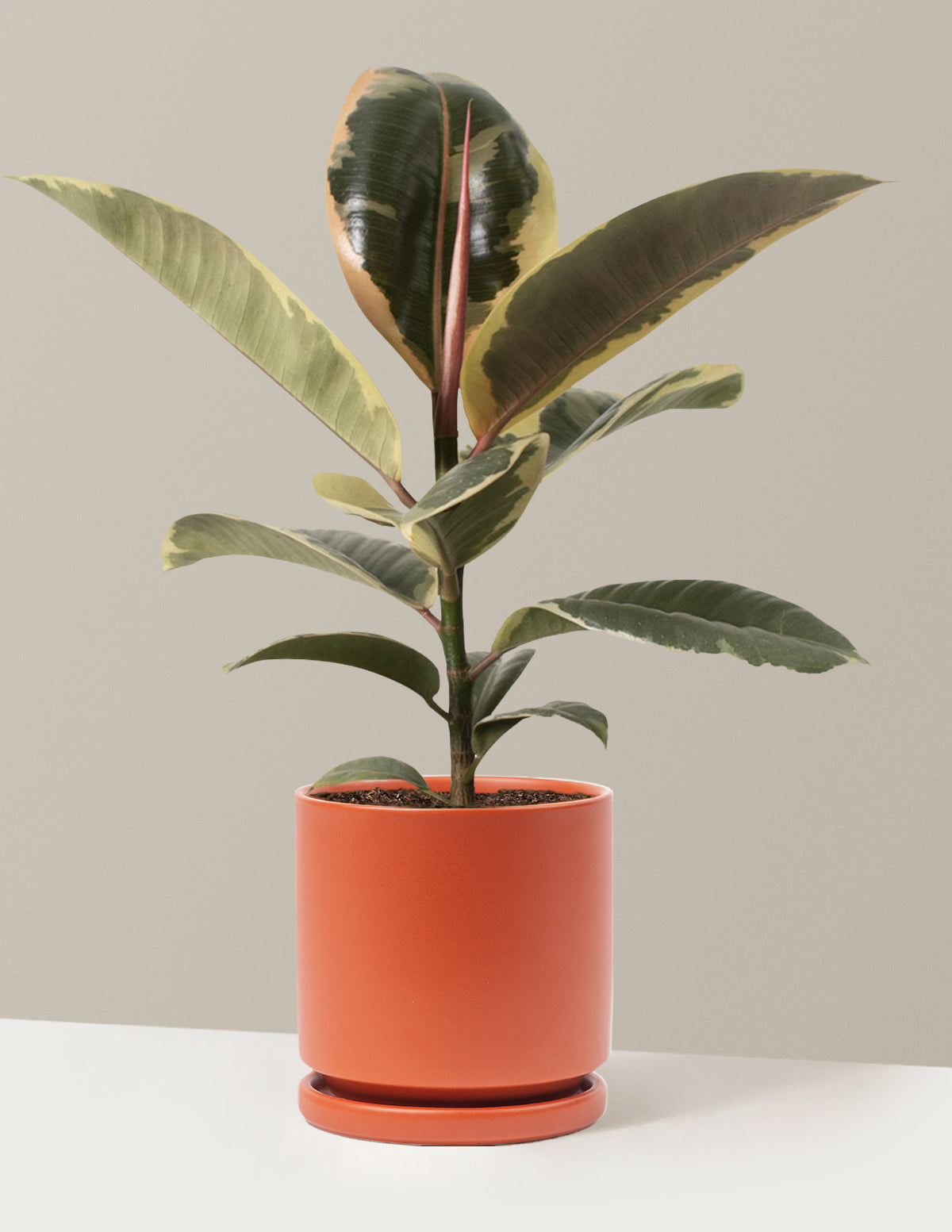 Ficus Tineke Bush
