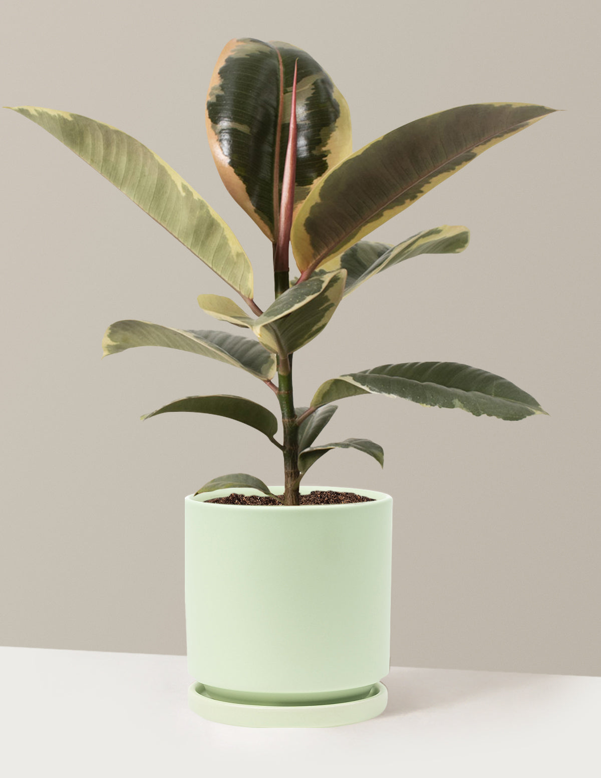 Ficus Tineke Bush
