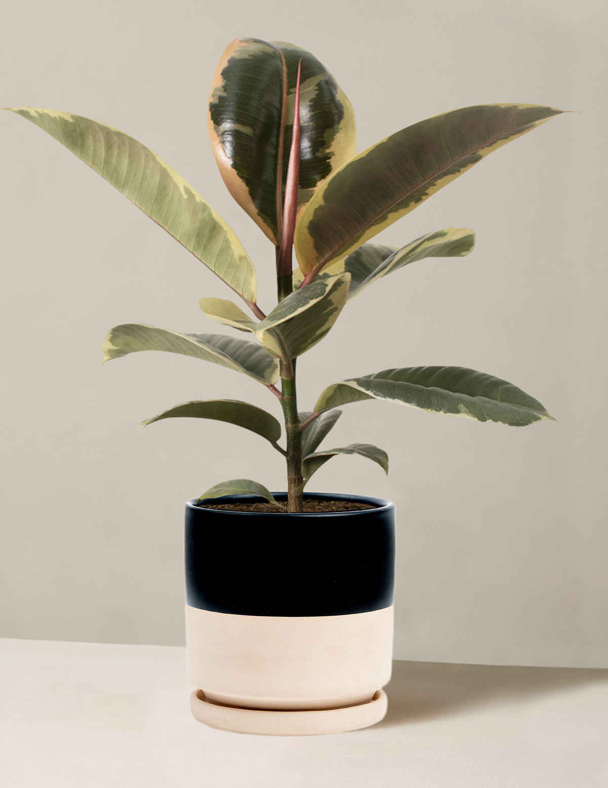 Ficus Tineke Bush
