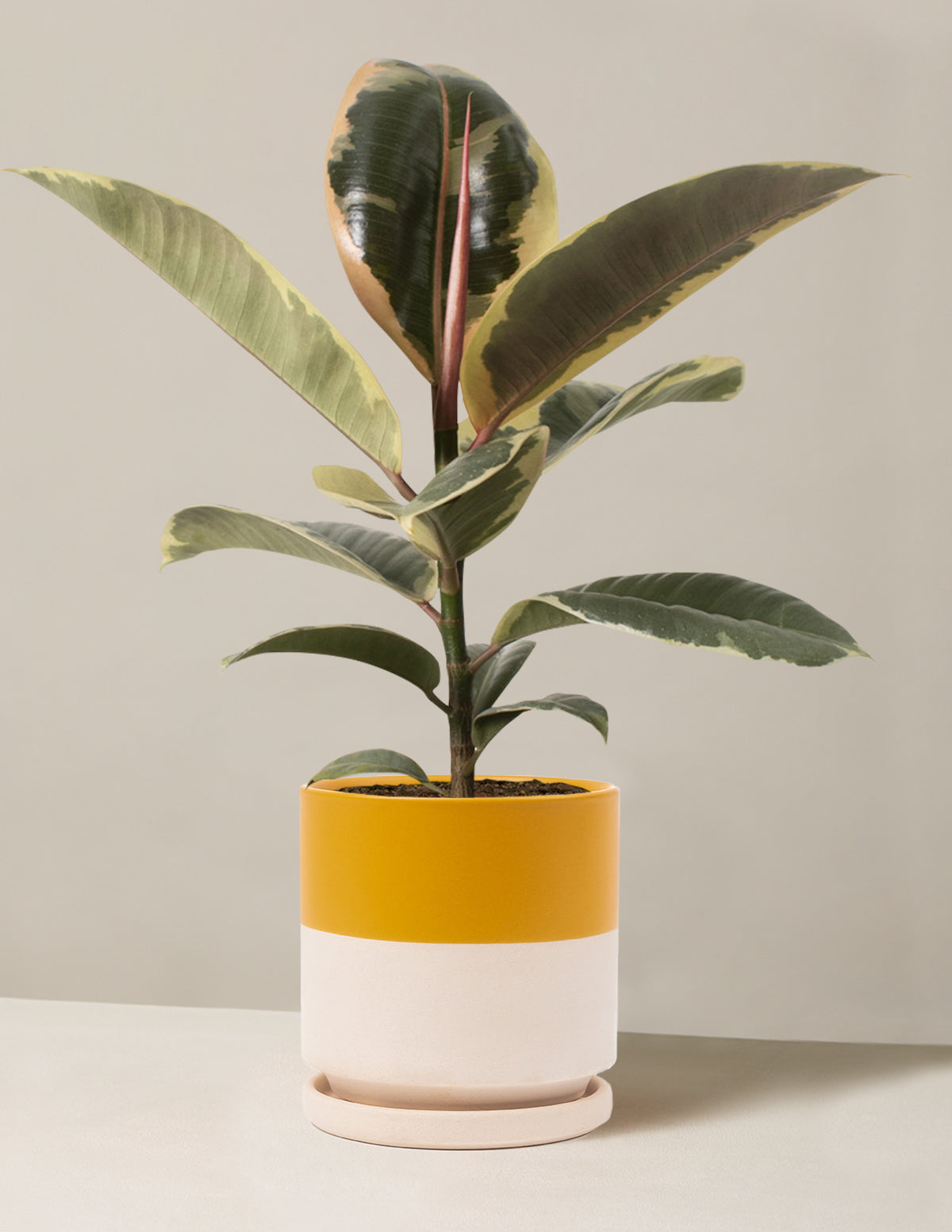 Ficus Tineke Bush